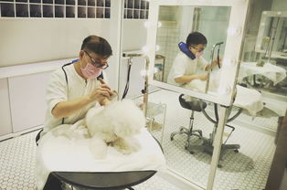 奢华宠物圈 一条狗链2万的背后，探秘明星爱宠的七星级生活方式